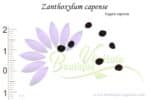 Graines de Zanthoxylum capense, Zanthoxylum capense seeds