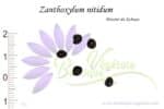 Graines de Zanthoxylum nitidum, Zanthoxylum nitidum seeds