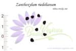 Graines de Zanthoxylum riedelianum, Zanthoxylum riedelianum seeds