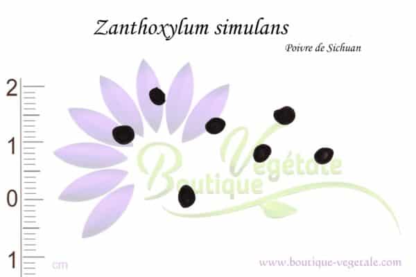 Graines de Zanthoxylum simulans, Zanthoxylum simulans seeds