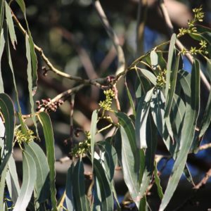 Eucalyptus nitens - Détail du feuillage