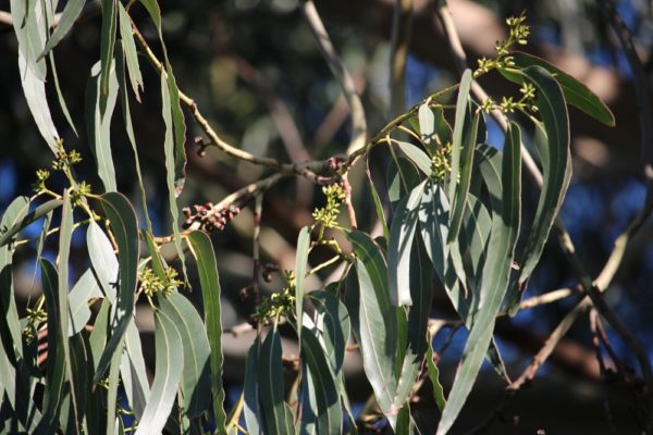 Eucalyptus nitens - Détail du feuillage