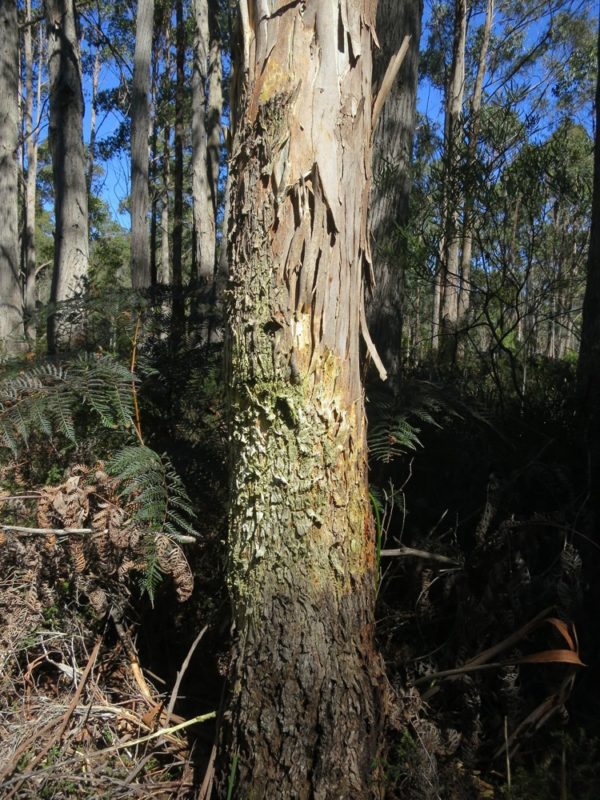 Eucalyptus nitens - Détail du tronc