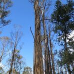 Eucalyptus nitens - Vue de l'arbre