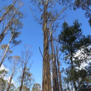 Eucalyptus nitens - Vue de l'arbre
