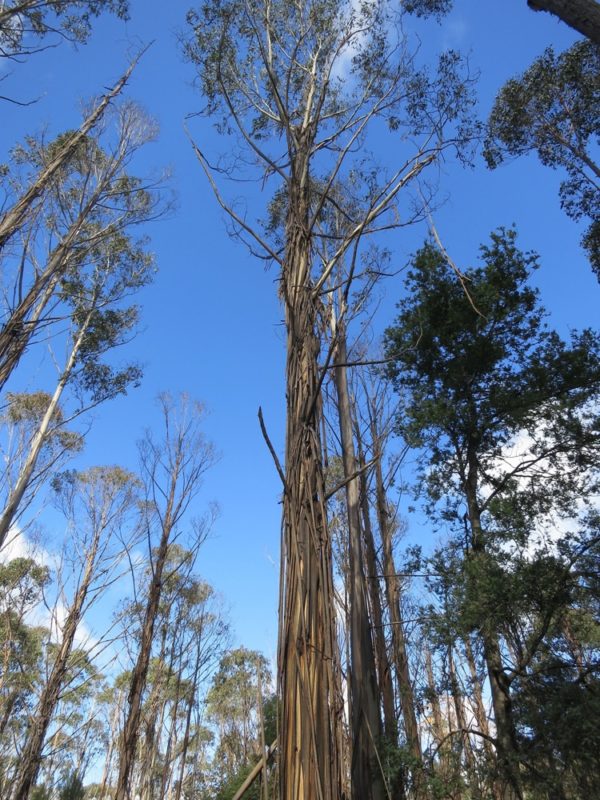 Eucalyptus nitens - Vue de l'arbre