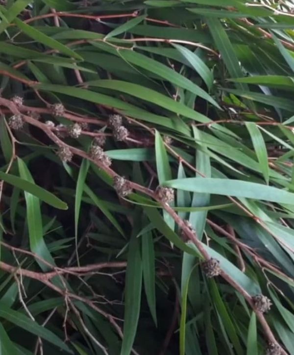 Eucalyptus odorata - Détail des feuilles