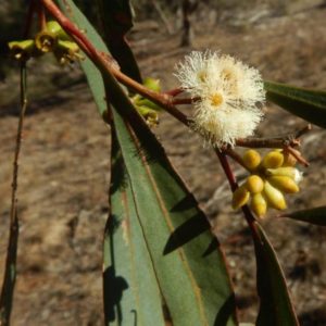 Eucalyptus odorata - Détail d'une fleur
