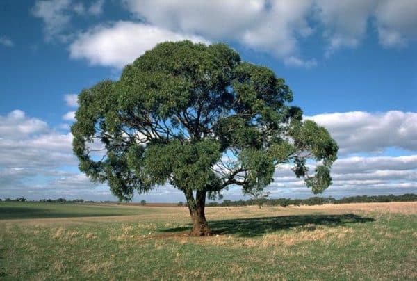 Eucalyptus odorata - Vue de l'arbre