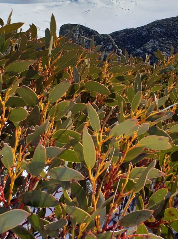 Eucalyptus pauciflora ssp. niphophila - Détail du feuillage