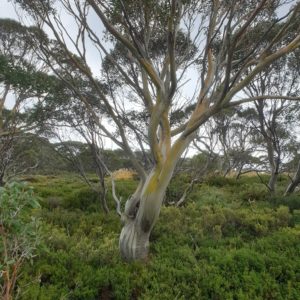 Eucalyptus pauciflora ssp. niphophila - Vue de l'arbre