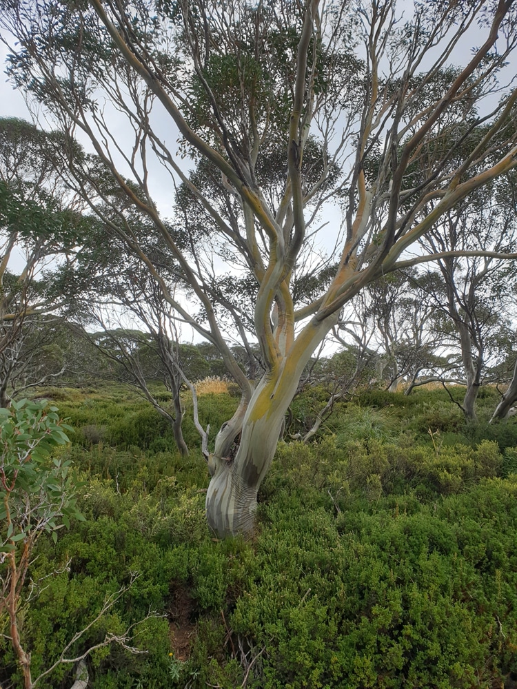 eucalyptus pauciflora Niphophila de neige-Eucalyptus 35 GRAINES HIVER acharné !