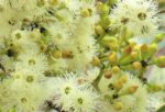 Eucalyptus piperita - Détail de la floraison