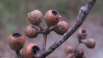 Eucalyptus piperita - Détail des fruits