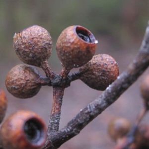 Eucalyptus piperita - Détail des fruits