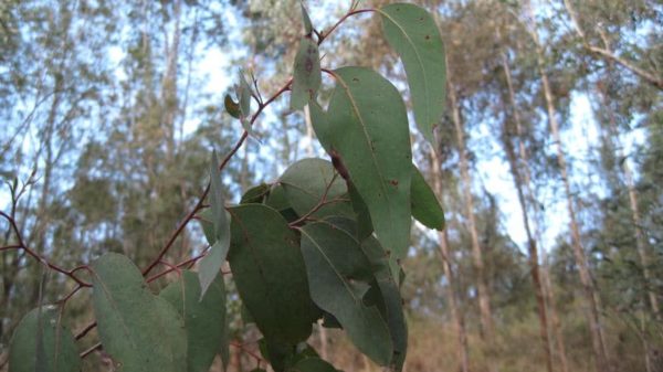 Eucalyptus piperita - Détail du feuillage