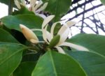 Magnolia x alba - Bourgeons et fleurs