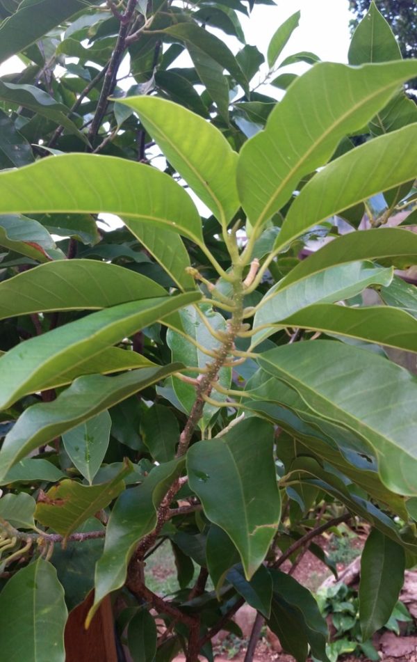 Magnolia x alba - Détail du feuillage
