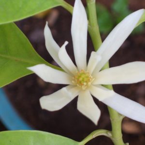 Magnolia x alba - Détail d'une fleur