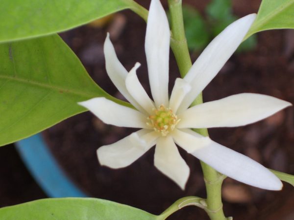 Magnolia x alba - Détail d'une fleur
