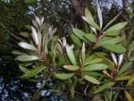Melaleuca quinquenervia - Détail du feuillage de Niaouli