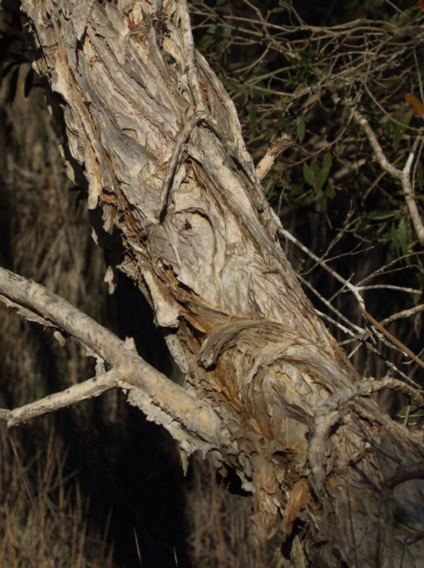 Melaleuca quinquenervia - Détail du tronc de Niaouli