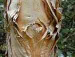 Melaleuca quinquenervia - Détail du tronc de Niaouli