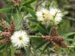 Melaleuca quinquenervia - Inflorescence du Niaouli