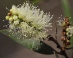 Melaleuca quinquenervia - Inflorescence du Niaouli