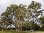 Melaleuca quinquenervia - Vue de l'arbre Niaouli