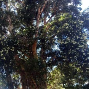 Melaleuca quinquenervia - Vue de l'arbre Niaouli