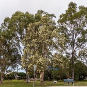 Melaleuca quinquenervia - Vue de l'arbre Niaouli