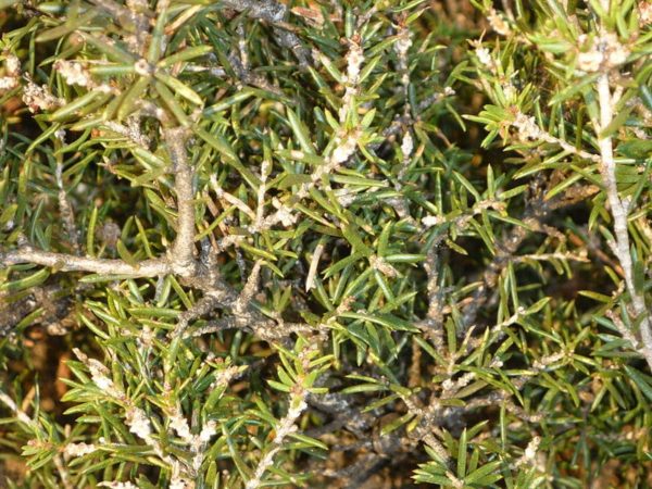 Melaleuca striata - Détail du feuillage