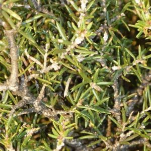 Melaleuca striata - Détail du feuillage