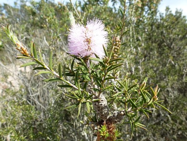 Melaleuca striata - Inflorescence
