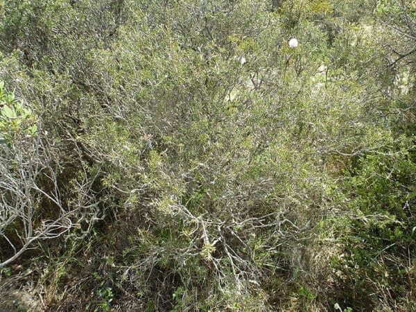 Melaleuca striata - Vue de la plante