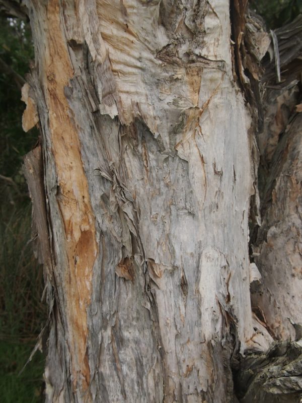 Melaleuca viridiflora - Détail du tronc