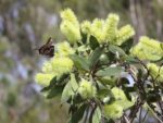 Melaleuca viridiflora - Inflorescence et feuillage
