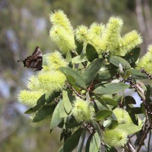 Melaleuca viridiflora - Inflorescence et feuillage