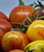 Tomate Red Zebra - Détail des fruits