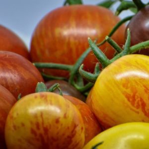 Tomate Red Zebra - Détail des fruits