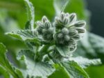 Graines de Borago officinalis ‘Alba’, graines de Bourrache blanche