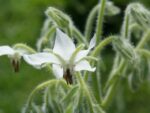 Graines de Borago officinalis ‘Alba’, graines de Bourrache blanche