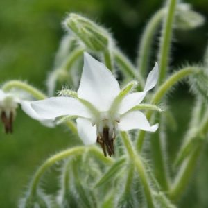 Bourrache blanche - Détail d'une fleur