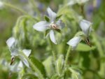 Graines de Borago officinalis ‘Alba’, graines de Bourrache blanche