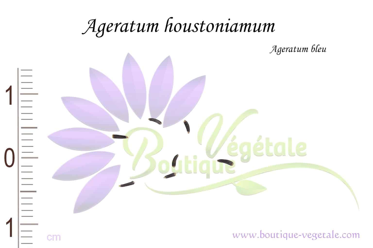 Graines d'Ageratum houstoniamum, Ageratum houstoniamum seeds