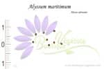 Graines d'Alyssum maritimum, Alyssum maritimum seeds