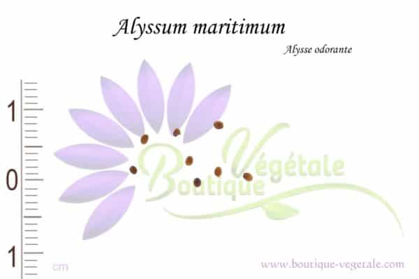 Graines d'Alyssum maritimum, Alyssum maritimum seeds
