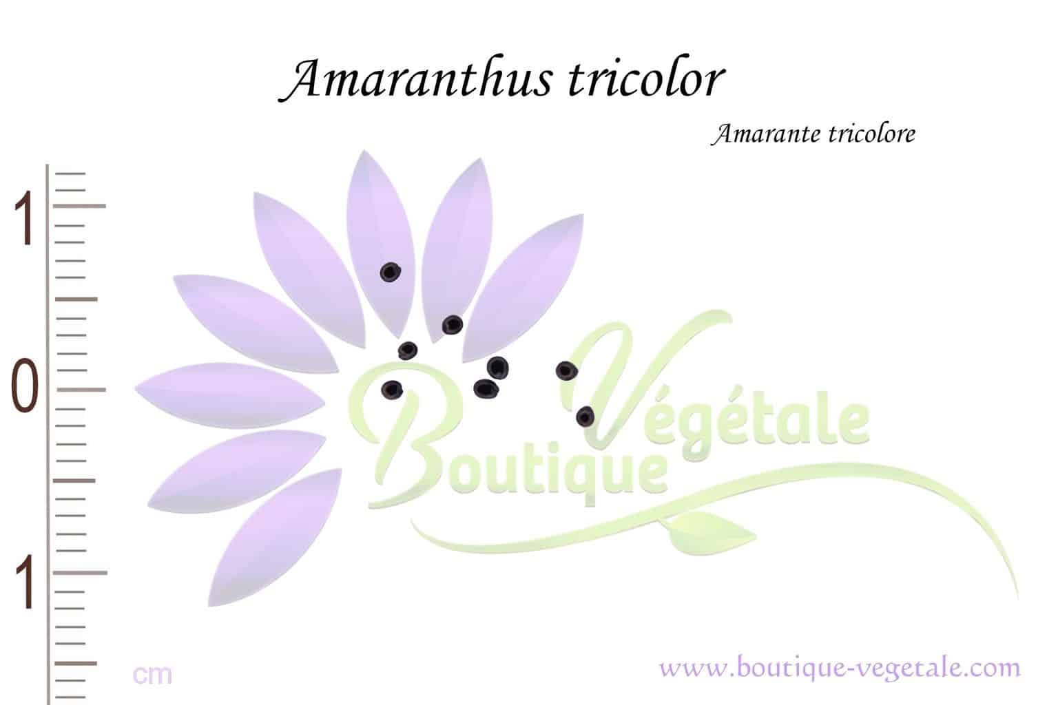 Graines d'Amaranthus tricolor, Amaranthus tricolor seeds