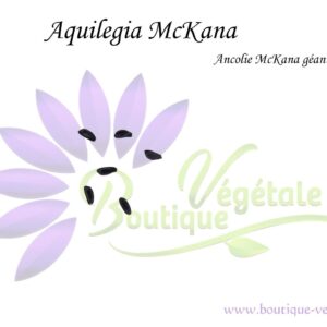 Graines d'Aquilegia mckana